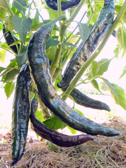 50 Pasilla Bajio Pepper (Capsicum Annuum) Seeds