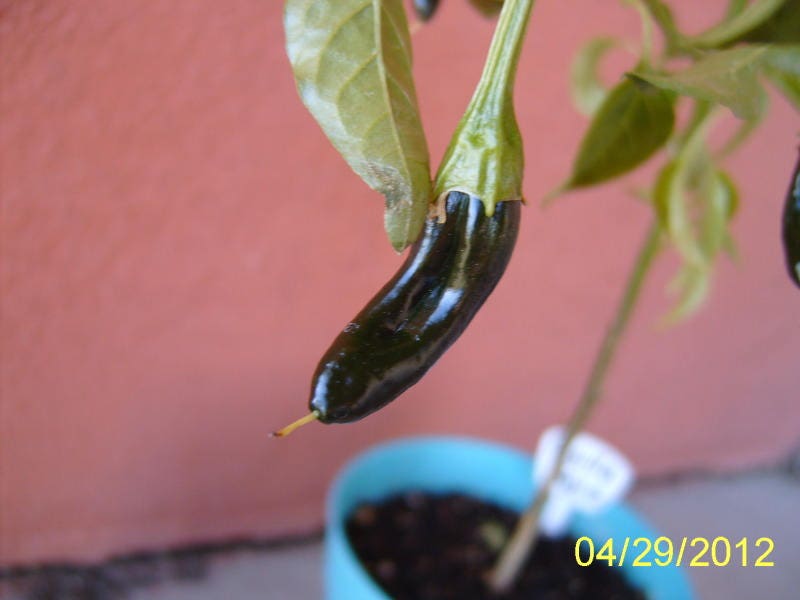 50 Pasilla Bajio Pepper (Capsicum Annuum) Seeds