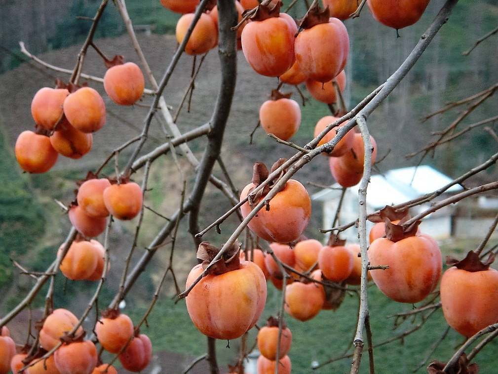 5 Japanese Persimmon Tree (Diospyros Kaki) Seeds