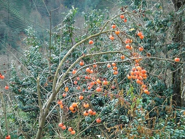 5 Japanese Persimmon Tree (Diospyros Kaki) Seeds