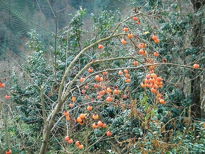 5 Japanese Persimmon Tree (Diospyros Kaki) Seeds