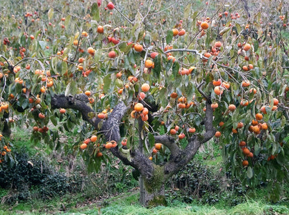 5 Japanese Persimmon Tree (Diospyros Kaki) Seeds