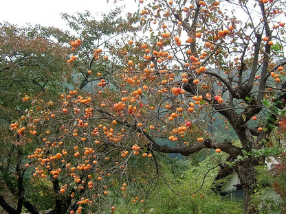 5 Japanese Persimmon Tree (Diospyros Kaki) Seeds