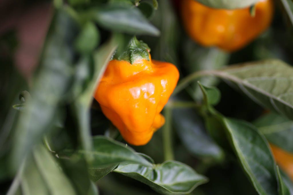 40 Orange Scotch Bonnet Pepper (Capsicum Chinense) Seeds