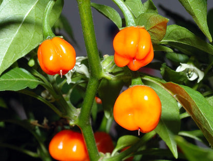 40 Orange Scotch Bonnet Pepper (Capsicum Chinense) Seeds