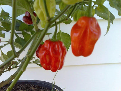 40 Orange Scotch Bonnet Pepper (Capsicum Chinense) Seeds
