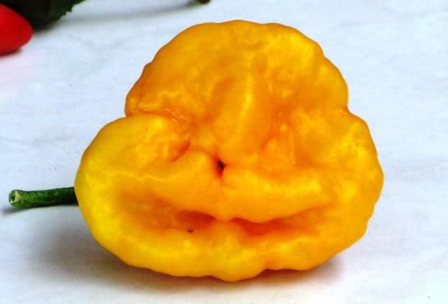 40 Yellow Scotch Bonnet Pepper (Capsicum Chinense) Seeds