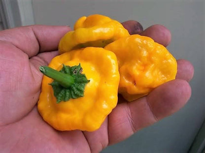 40 Yellow Scotch Bonnet Pepper (Capsicum Chinense) Seeds