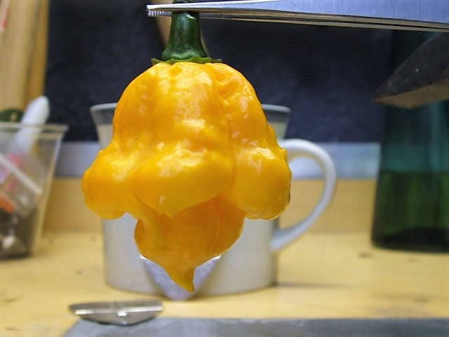 40 Yellow Scotch Bonnet Pepper (Capsicum Chinense) Seeds
