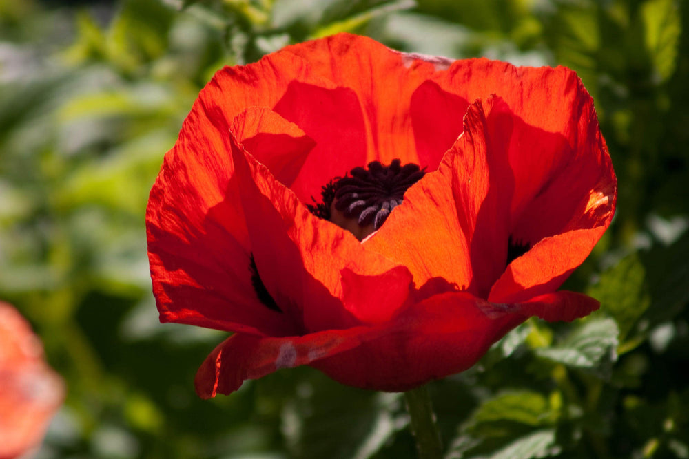 100 Red Turkish Poppy (Papaver Somniferum) Seeds