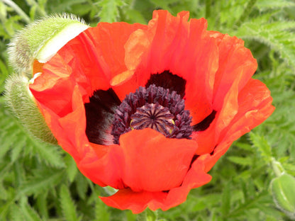 100 Red Turkish Poppy (Papaver Somniferum) Seeds