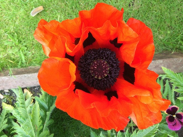 100 Red Turkish Poppy (Papaver Somniferum) Seeds