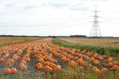 50 SPOOKIE PUMPKIN aka Deep Sugar Pie Pumpkin Cucurbita Pepo Vegetable Seeds