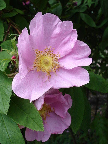 10 Pink CINNAMON ROSE Bush Amur Rosa Davurica Fragrant Flower Seeds