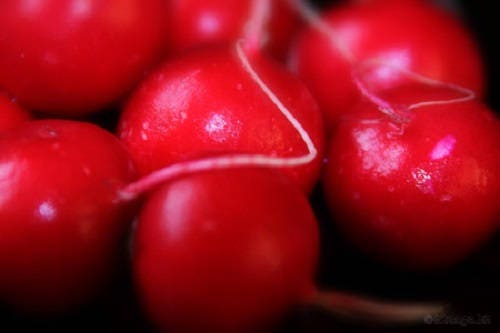 500 Champion Radish (Raphanus Sativus) Seeds