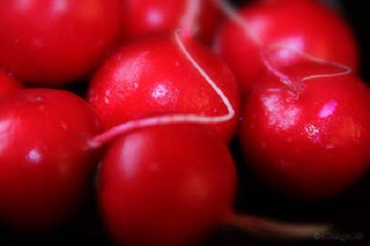 500 Champion Radish (Raphanus Sativus) Seeds