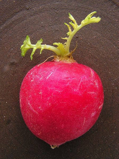 500 Champion Radish (Raphanus Sativus) Seeds