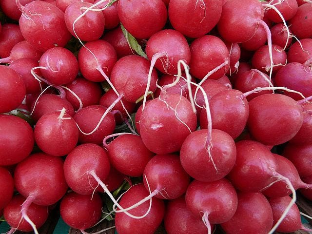 500 Champion Radish (Raphanus Sativus) Seeds