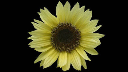 50 VANILLA ICE SUNFLOWER Two Tone Light Yellow Helianthus Annuus Flower Seeds