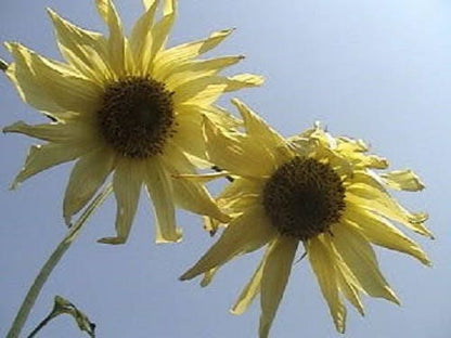 50 VANILLA ICE SUNFLOWER Two Tone Light Yellow Helianthus Annuus Flower Seeds