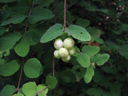 10 Dwarf CREEPING SNOWBERRY Shrub White Pink Flower Symphoricarpos Mollis Seeds