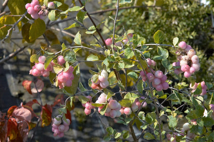 30 Western Snowberry / Wolfberry / Wax Berry (Symphoricarpos Occidentalis) Seeds
