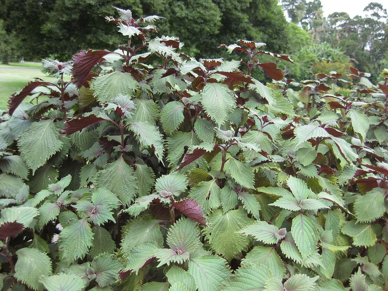 300 Purple Shiso (Perilla Frutescens) Seeds