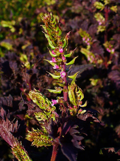 300 Purple Shiso (Perilla Frutescens) Seeds