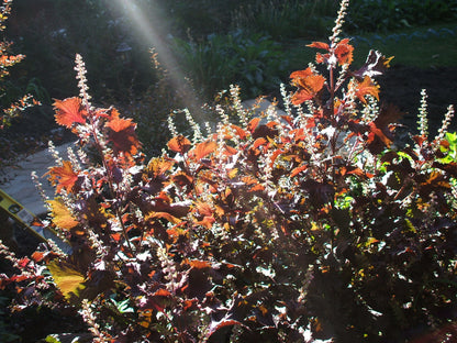 300 Purple Shiso (Perilla Frutescens) Seeds