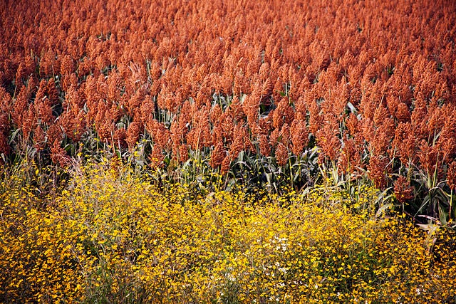 20 Rox Orange Sorghum (Sorghum Bicolor) Seeds