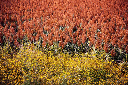 20 Rox Orange Sorghum (Sorghum Bicolor) Seeds