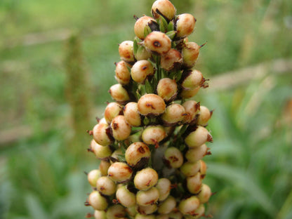 50 Top 76-6 Sorghum (Sorghum Bicolor) Seeds