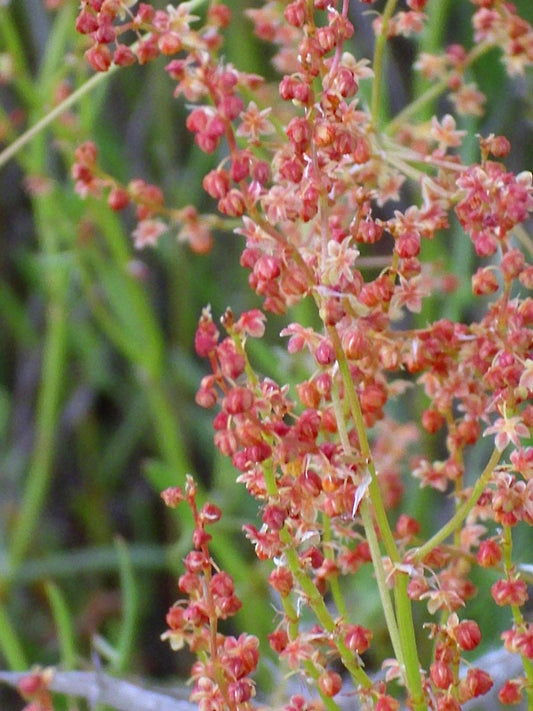 Sheep Sorrel (Rumex acetosella) Seeds – 100 ct