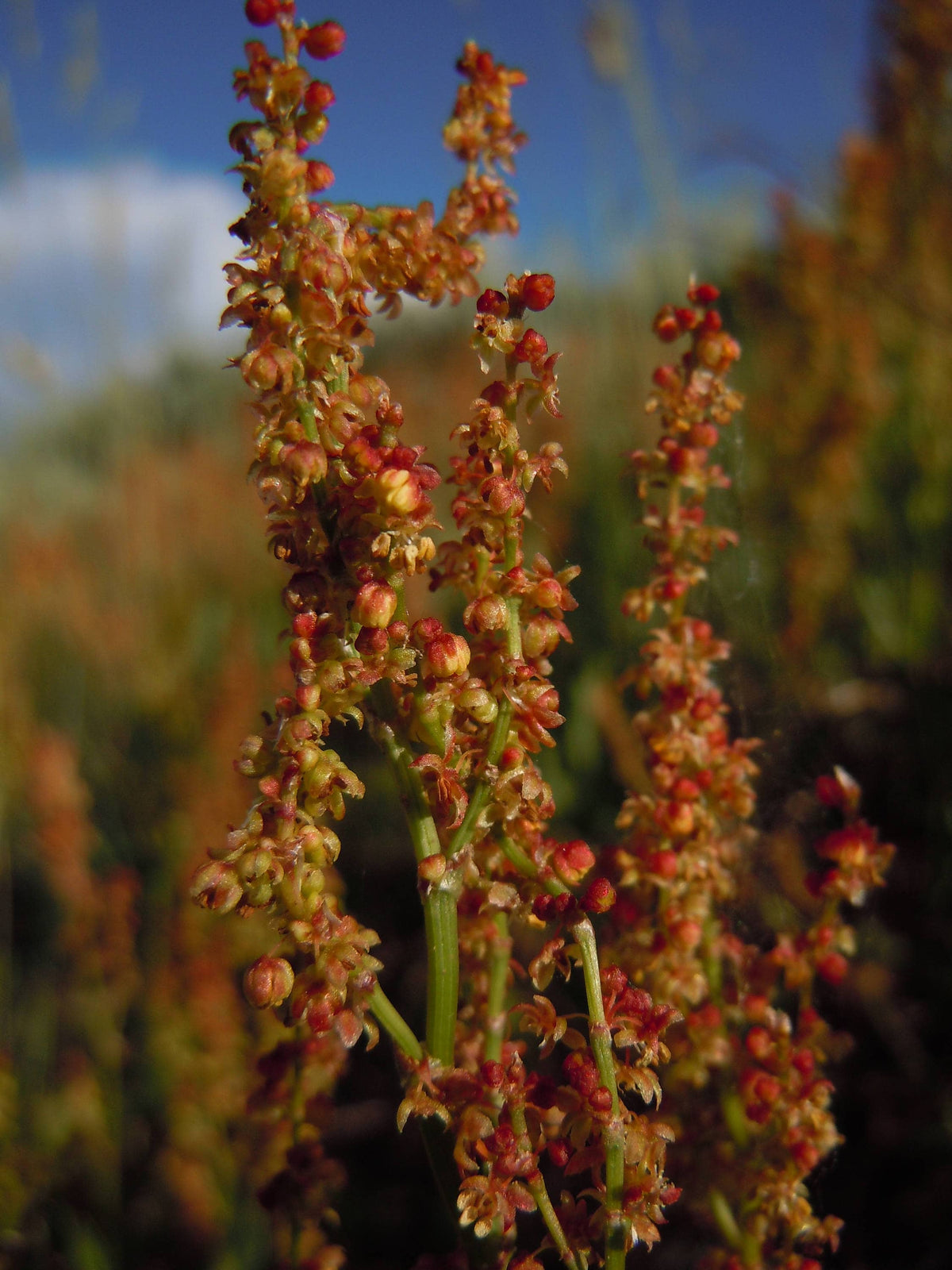 100 SHEEP SORREL Rumex Acetosella Red Field Sorrel Sour Weed Herb Flower Seeds