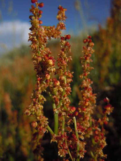 100 SHEEP SORREL Rumex Acetosella Red Field Sorrel Sour Weed Herb Flower Seeds
