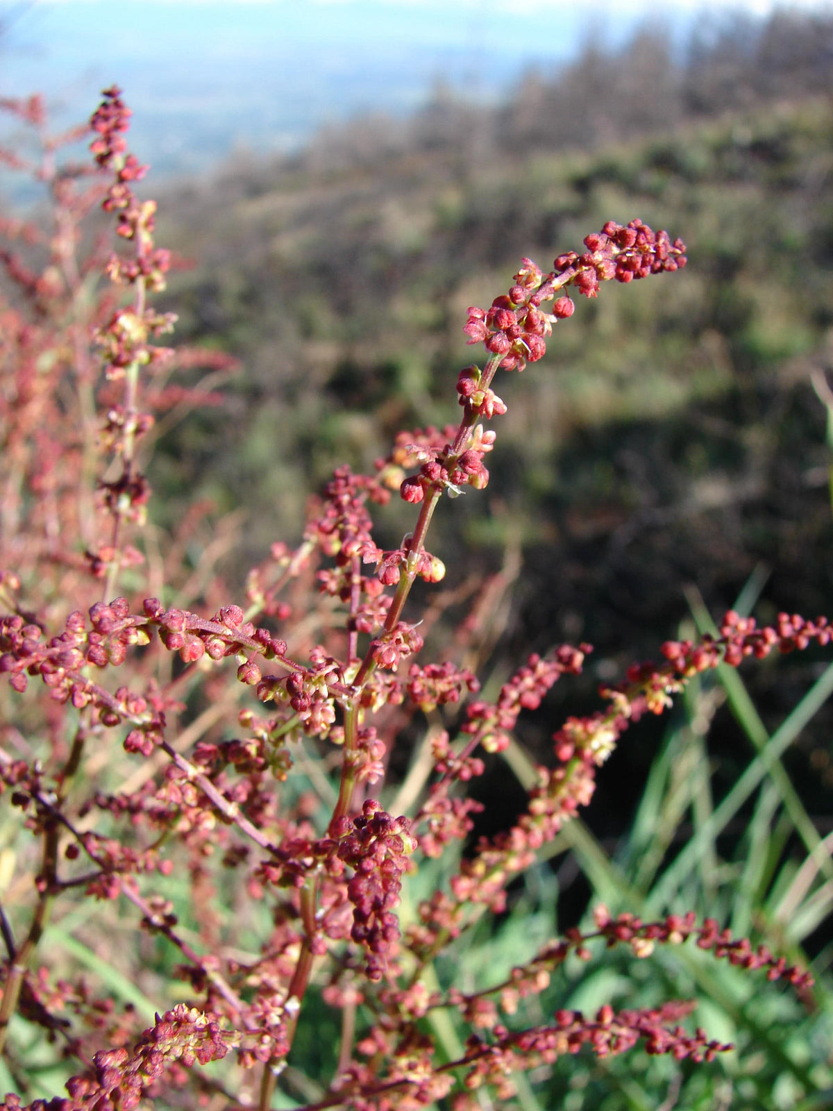 100 SHEEP SORREL Rumex Acetosella Red Field Sorrel Sour Weed Herb Flower Seeds