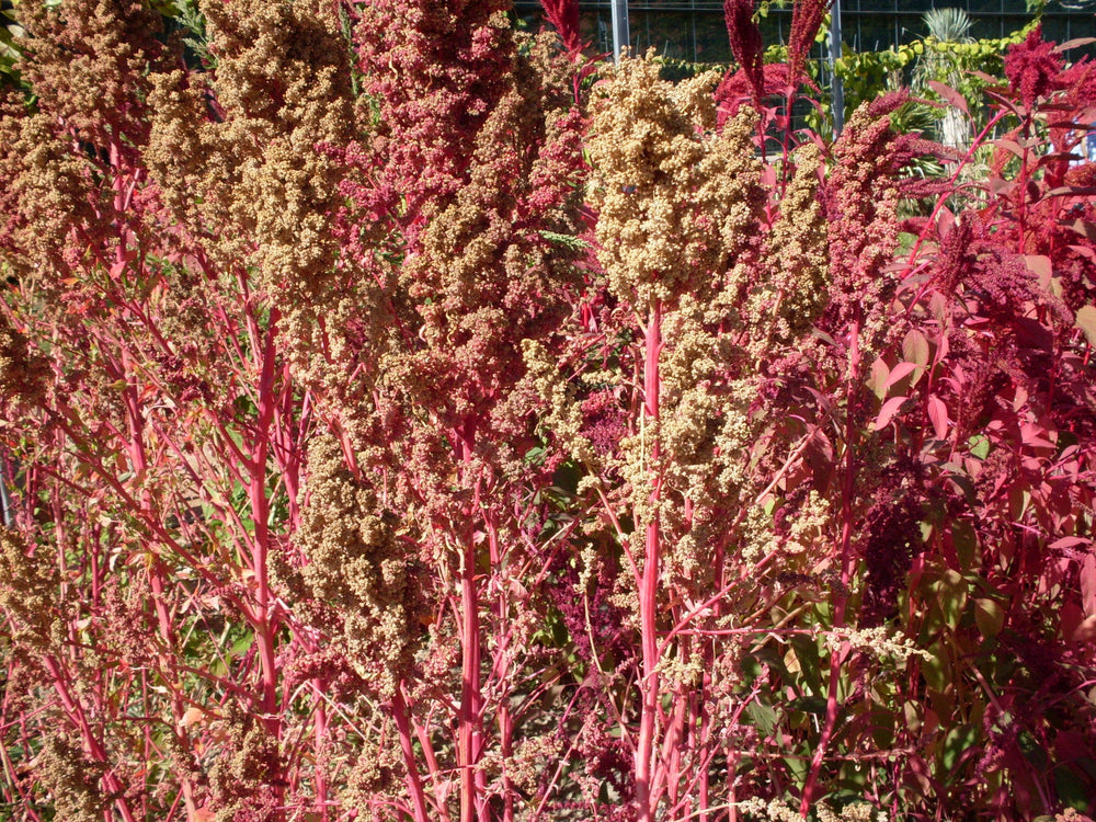 50 Red Aztec Spinach (Huauzontle Chenopodium Berlandieri)  Seeds