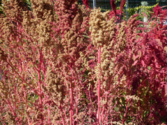 50 Red Aztec Spinach (Huauzontle Chenopodium Berlandieri)  Seeds