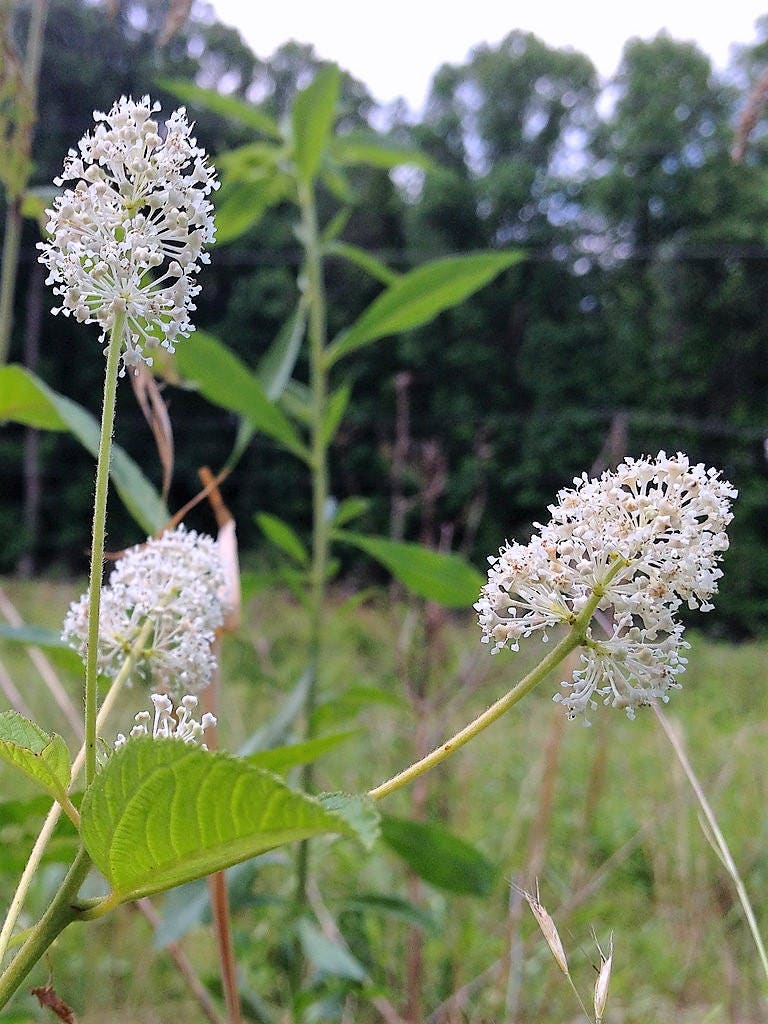 New Jersey Tea (Ceanothus americanus) Seeds – 20 ct