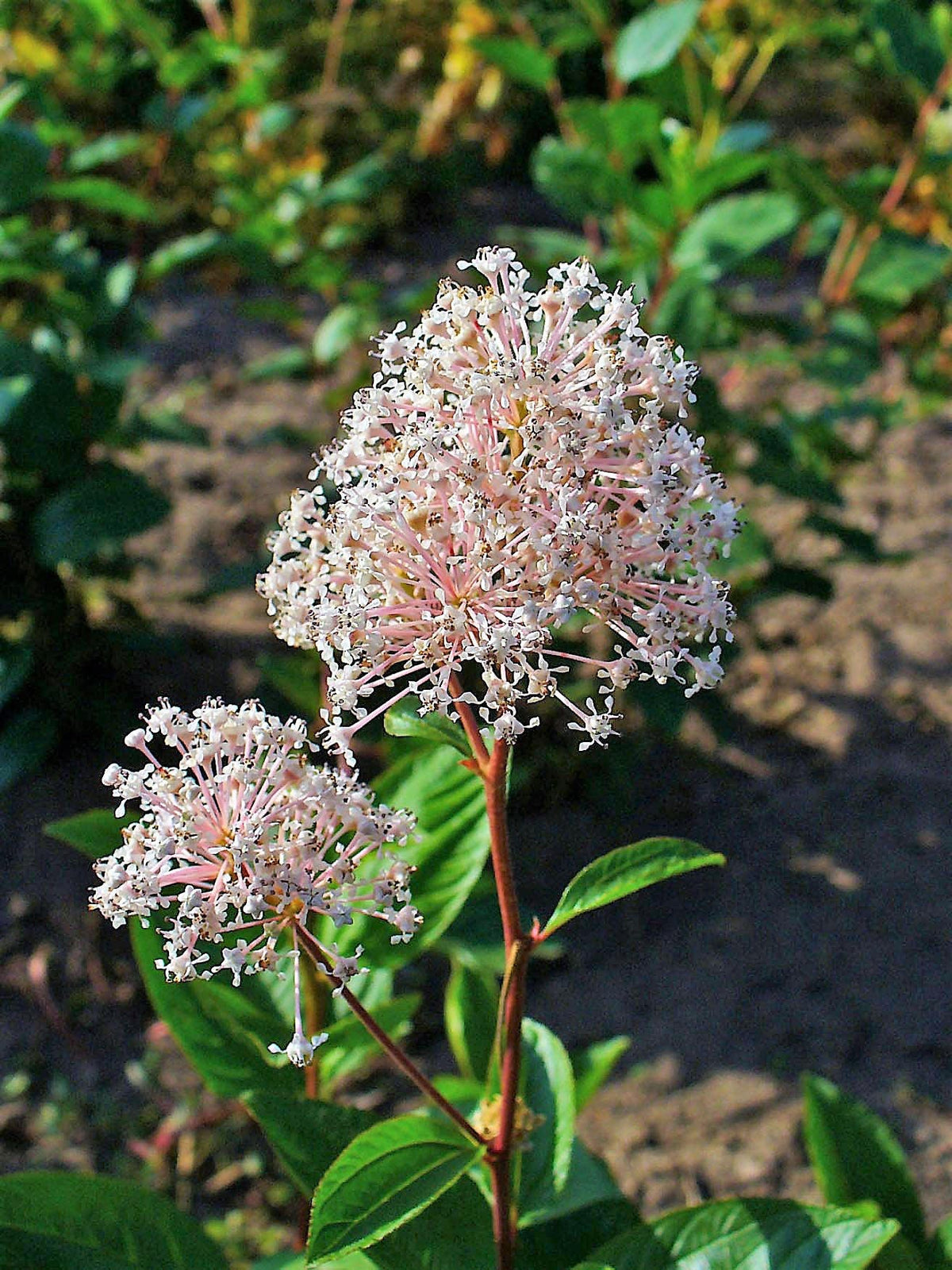 New Jersey Tea (Ceanothus americanus) Seeds – 20 ct