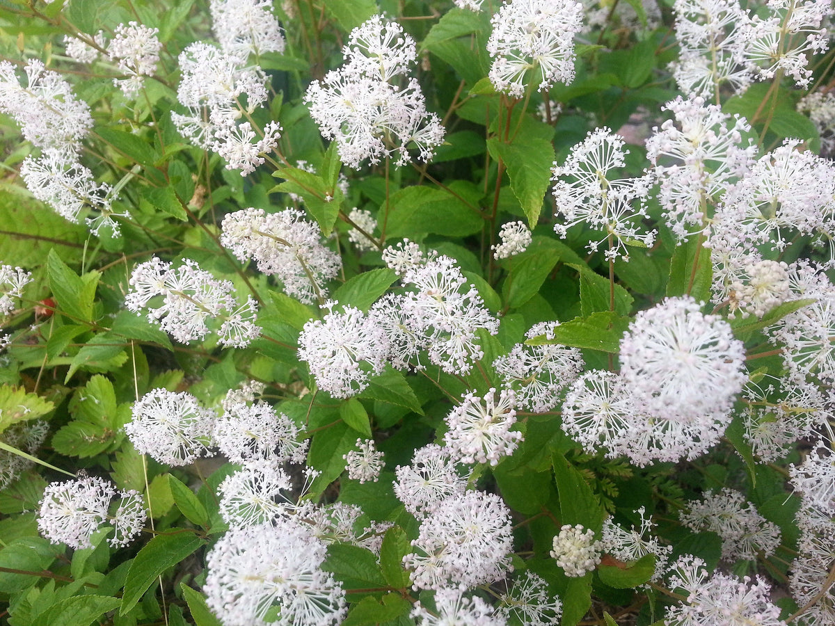 New Jersey Tea (Ceanothus americanus) Seeds – 20 ct