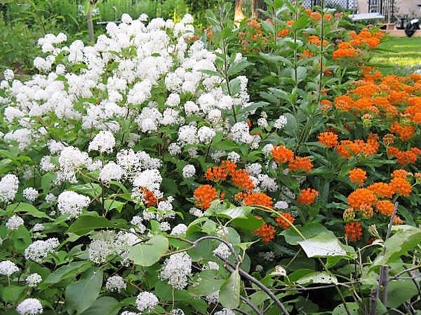 New Jersey Tea (Ceanothus americanus) Seeds – 20 ct