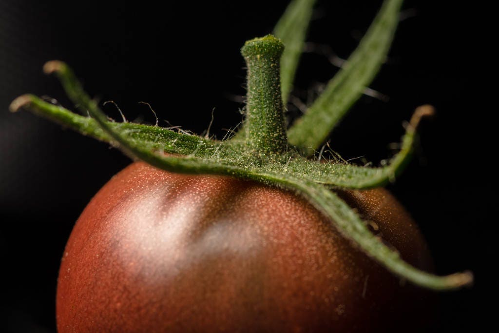 50 Black Cherry Tomato (Lycopersicon) Seeds