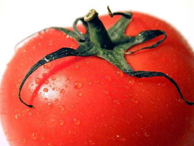 200 Red RUTGERS TOMATO Lycopersicon Globe Determinate 8 oz Fruit Vegetable Seeds