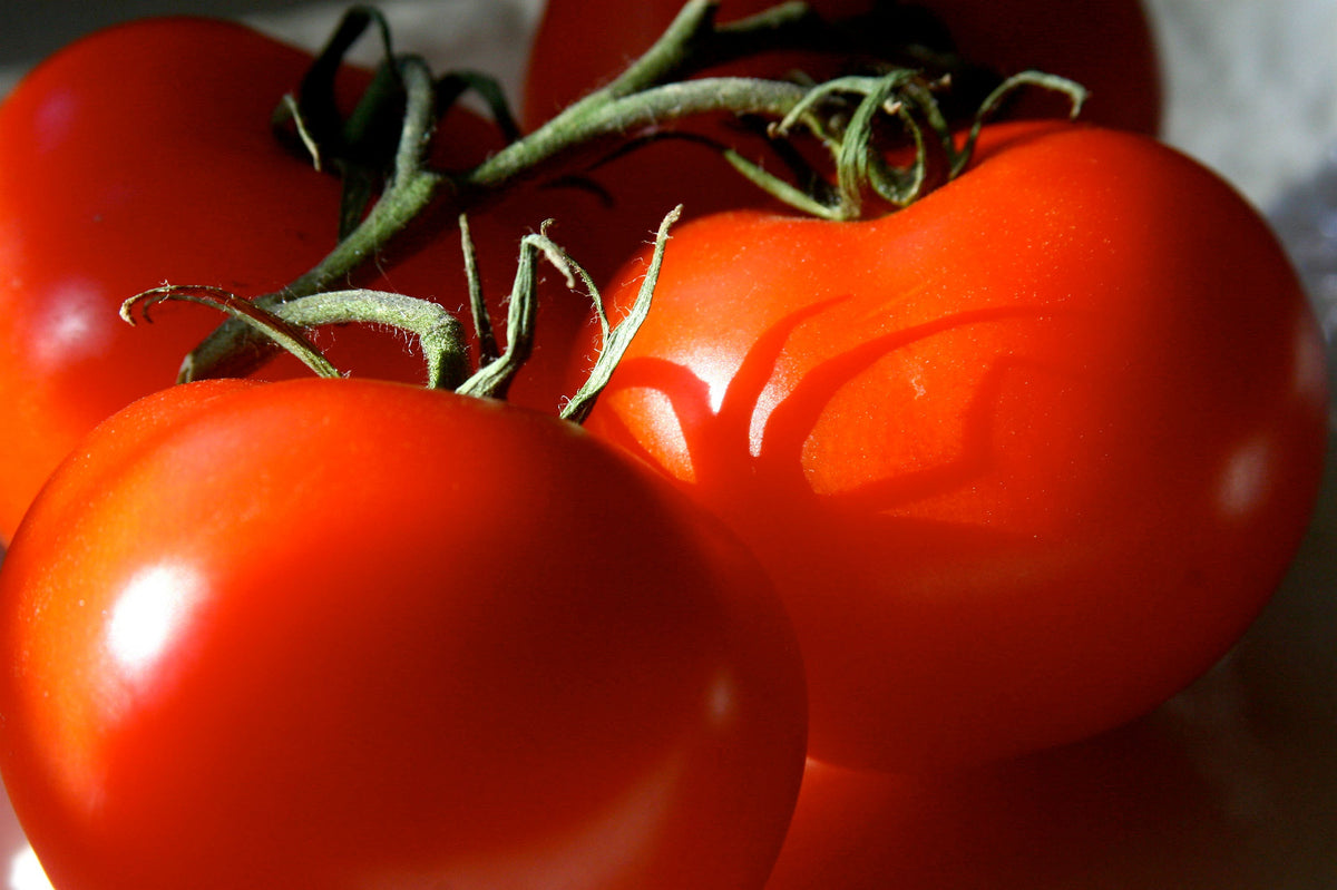 200 Red RUTGERS TOMATO Lycopersicon Globe Determinate 8 oz Fruit Vegetable Seeds
