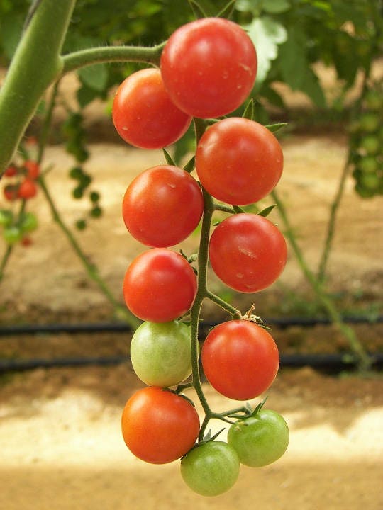 100 Red Sweetie Cherry Tomato Seeds