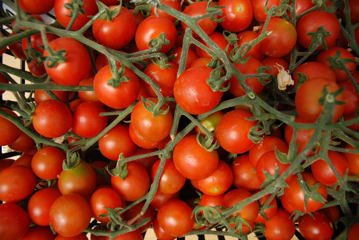 100 Red Sweetie Cherry Tomato Seeds