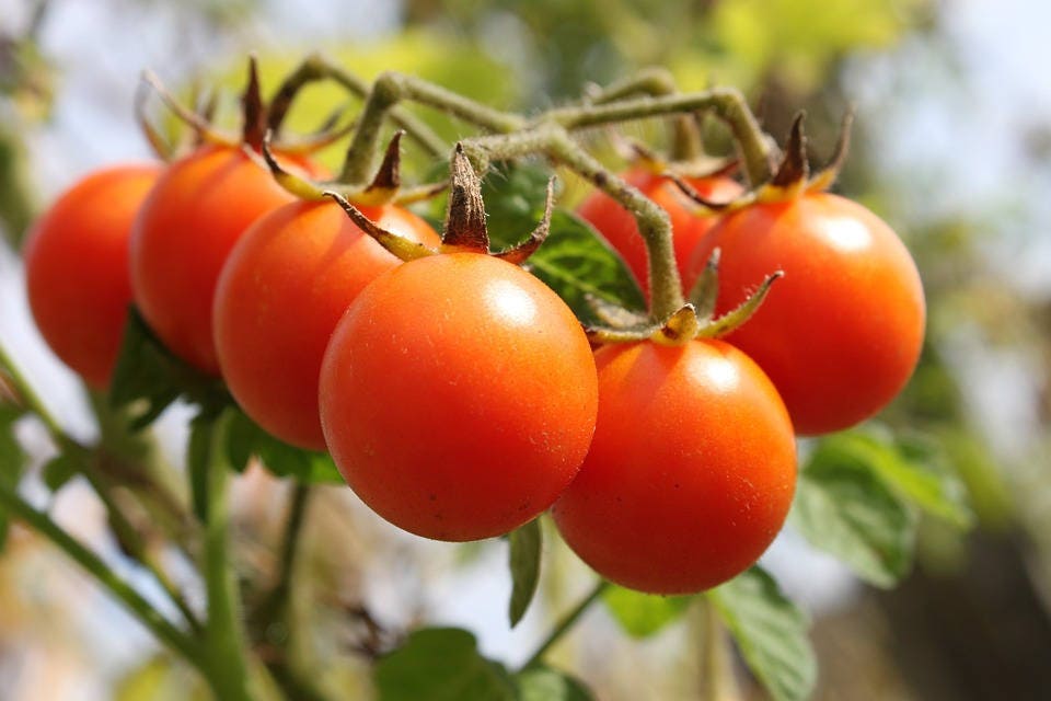 100 Red Sweetie Cherry Tomato Seeds
