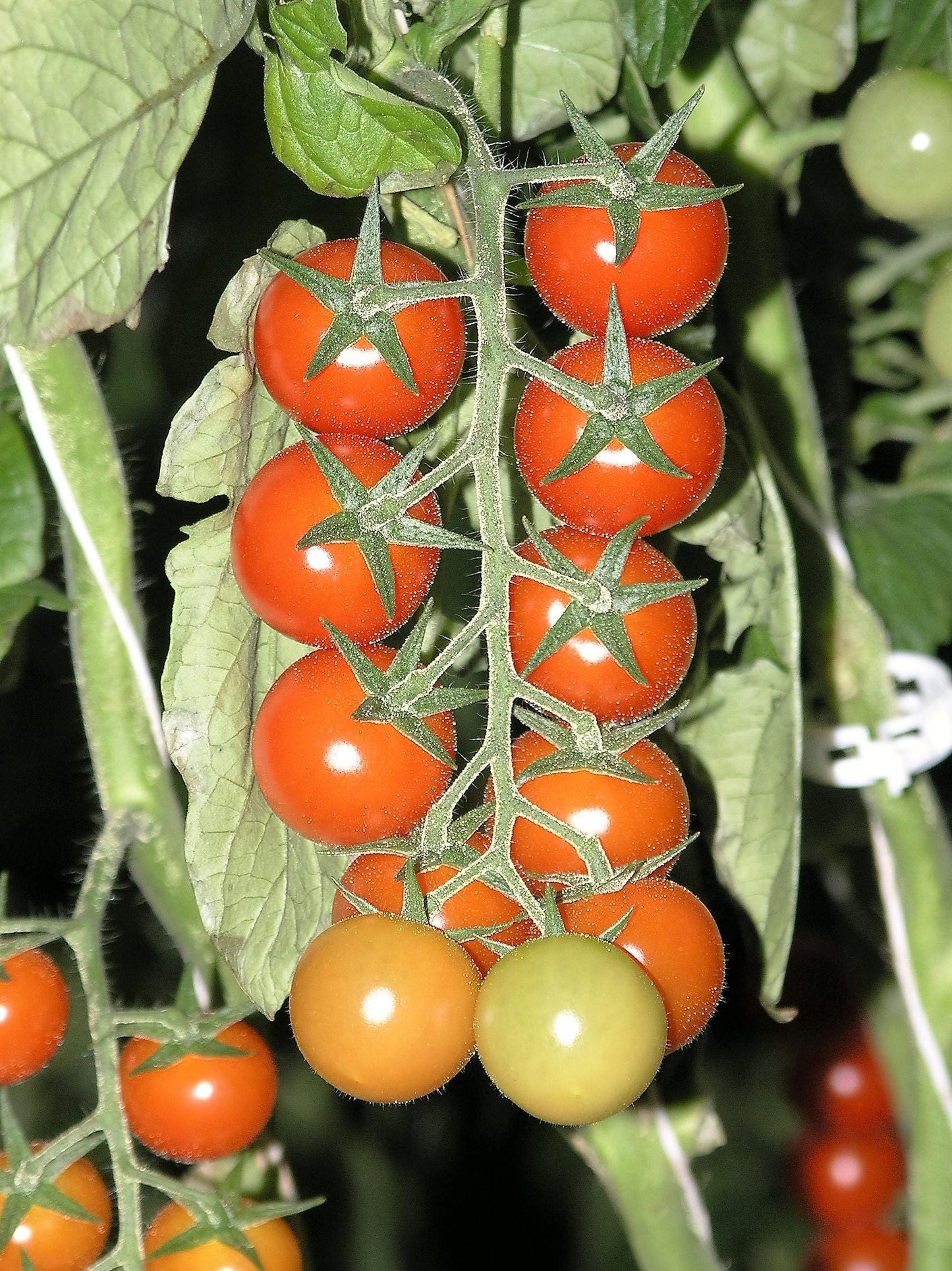 100 Red Sweetie Cherry Tomato Seeds