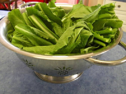1500 SEVEN TOP TURNIP For Leaf Greens & Sprouts Brassica Rapa Vegetable Seeds
